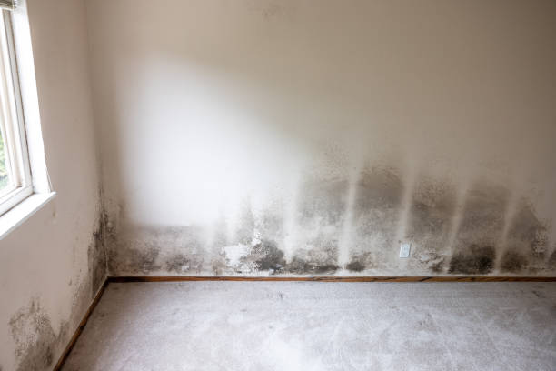 Bermuda Run, NC Mold Removal Company